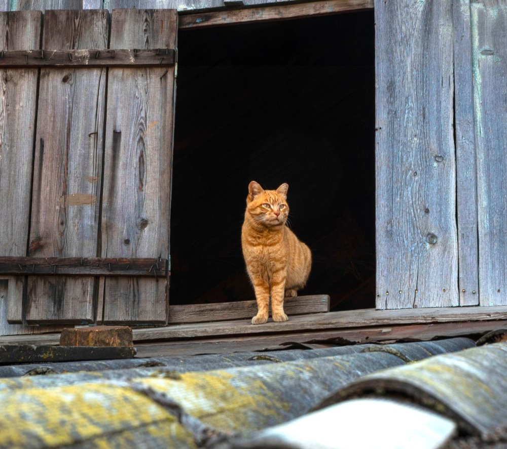 Photo #4556029