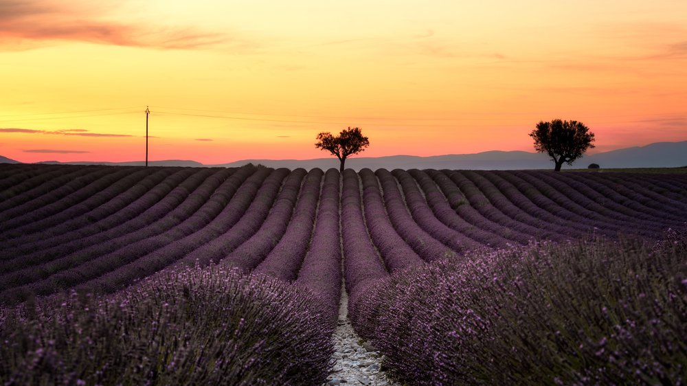 Photograph by Davide Spagnol