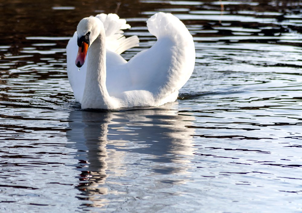 На закате у пруда.