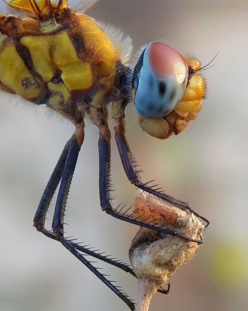 dragonfly
