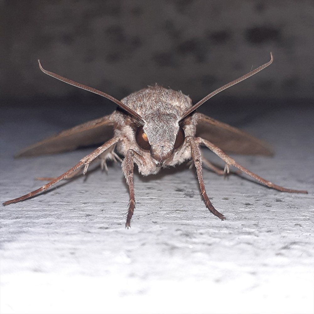 Friendly bug 1