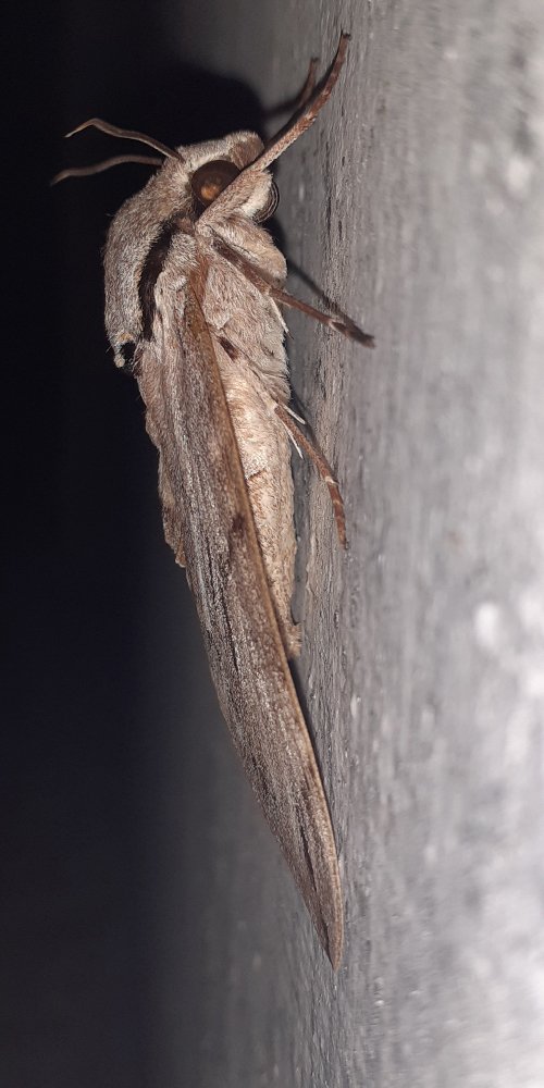 Friendly bug 2