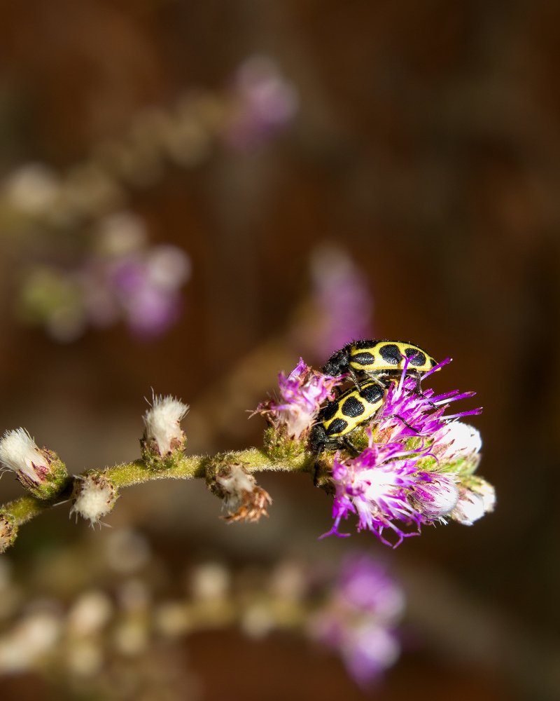 Photograph by VANDEIR FERREIRA SILVA PAIXAO