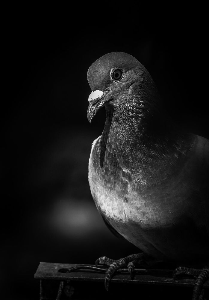 Photograph by Karanamaditya