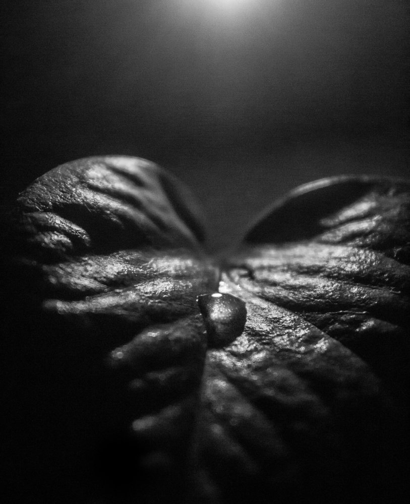 Photograph by Karanamaditya