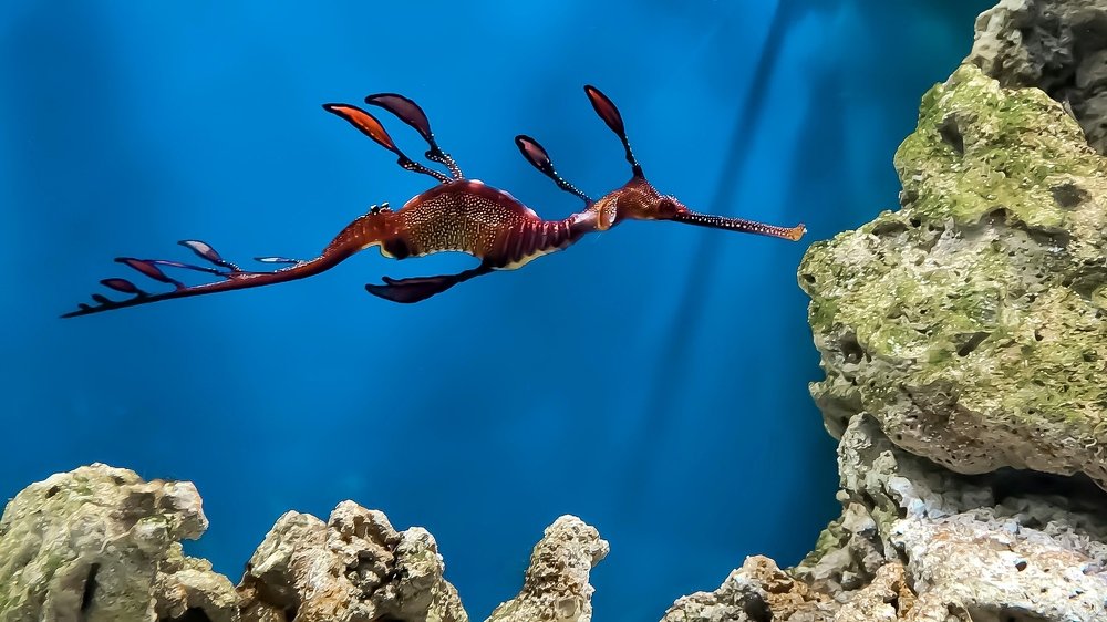 Подводная жизнь