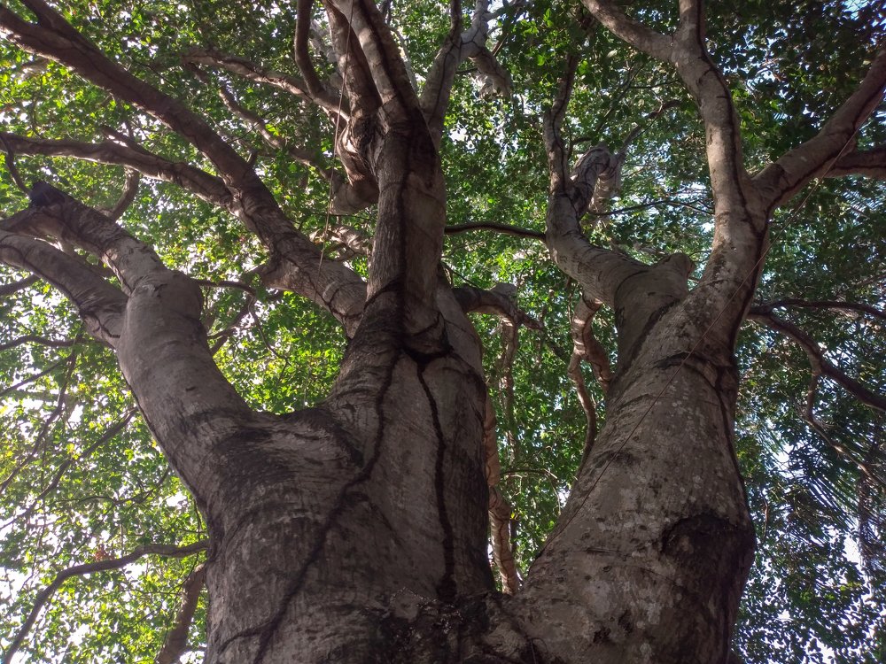 Mamón tree