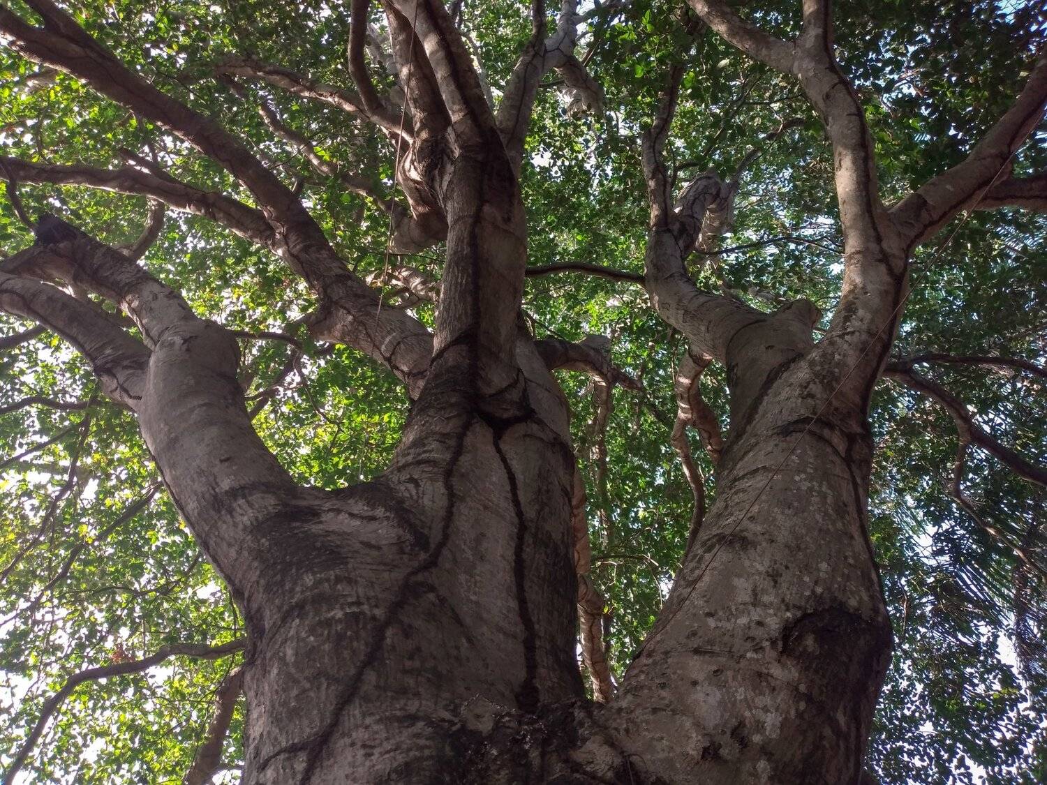 Mamón tree