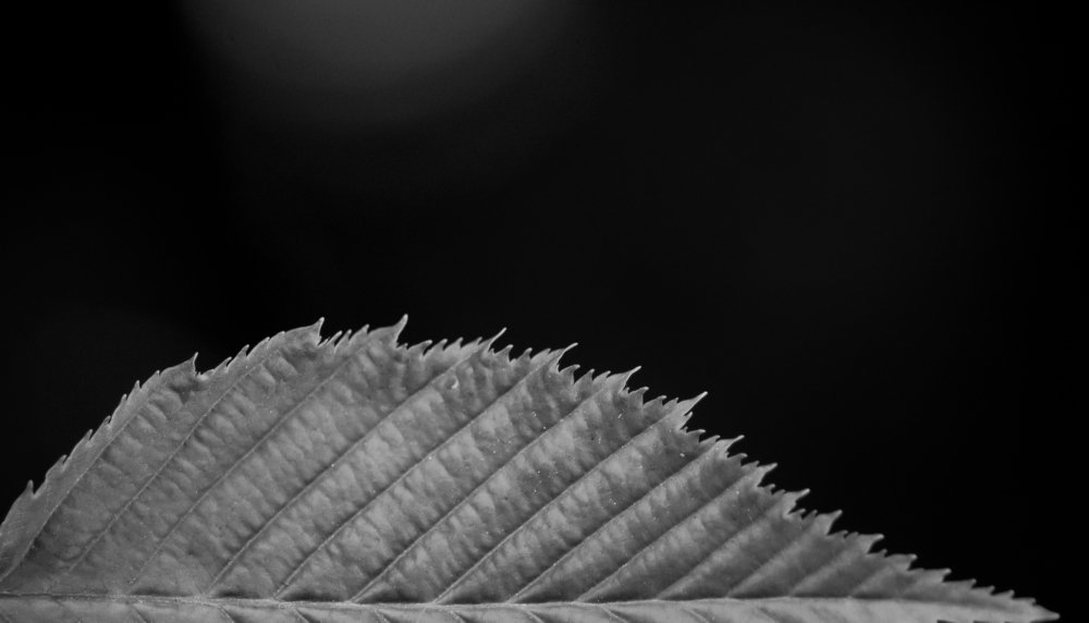 Photograph by Fritce