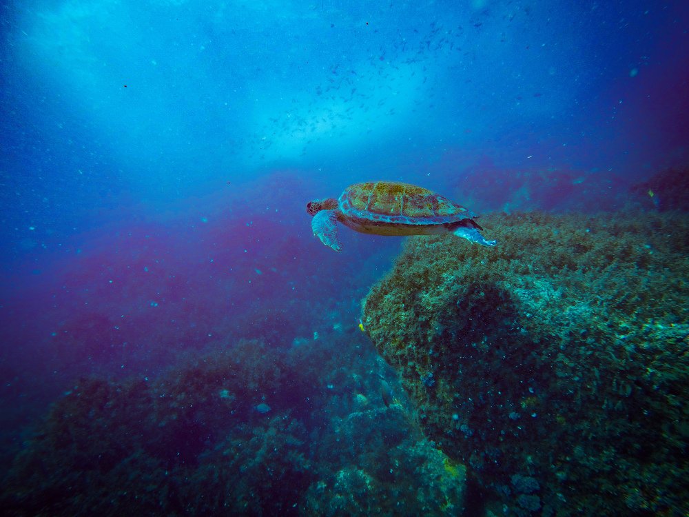 Photograph by Daniel Trinchero