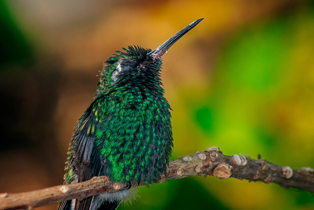 Photograph by Raúl Navarro González