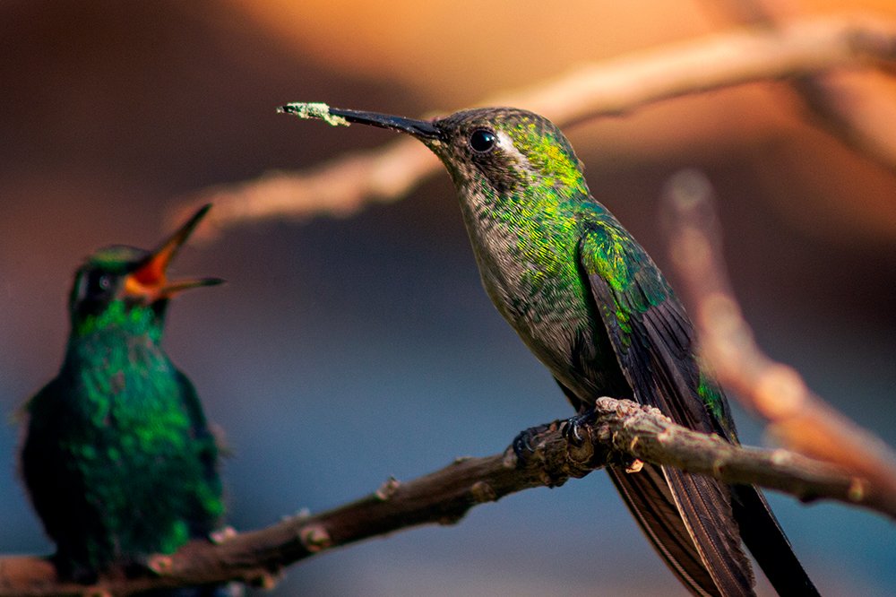 Photograph by Raúl Navarro González