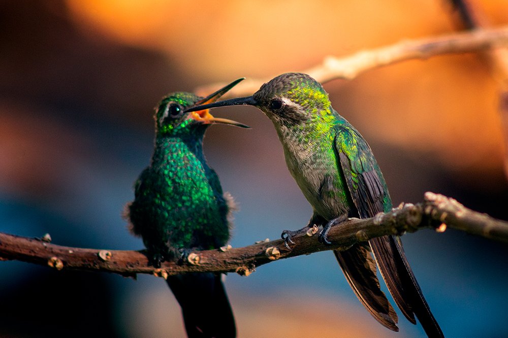 Photograph by Raúl Navarro González