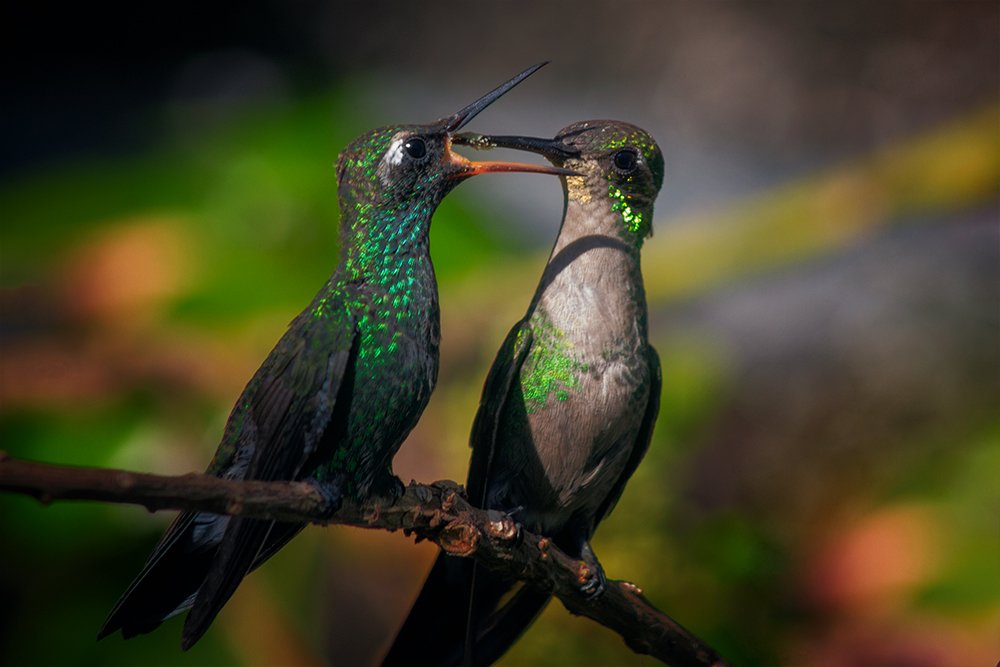 Photograph by Raúl Navarro González