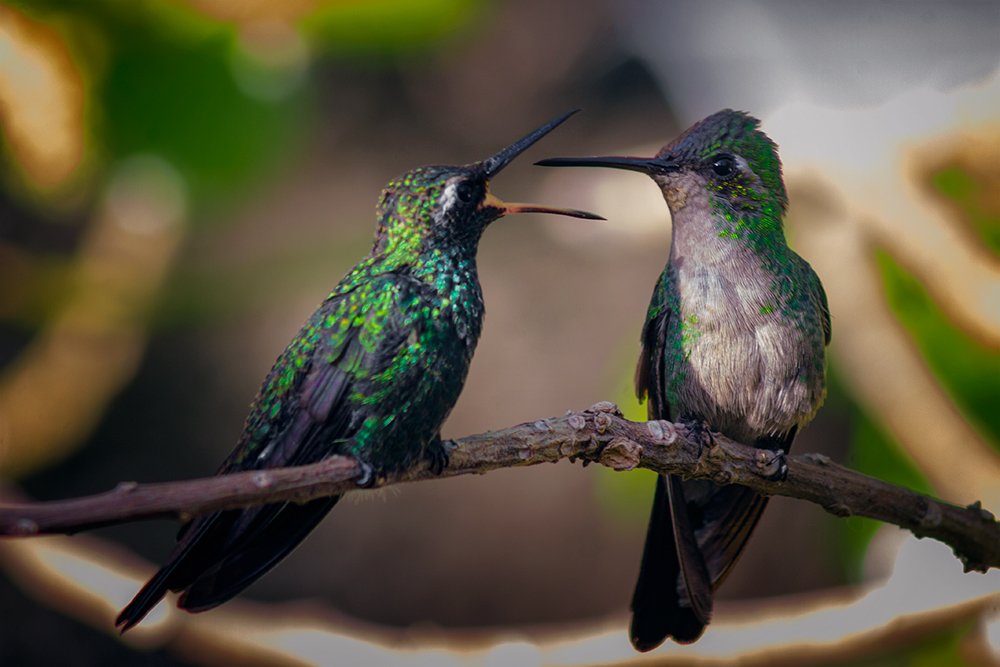 Photograph by Raúl Navarro González