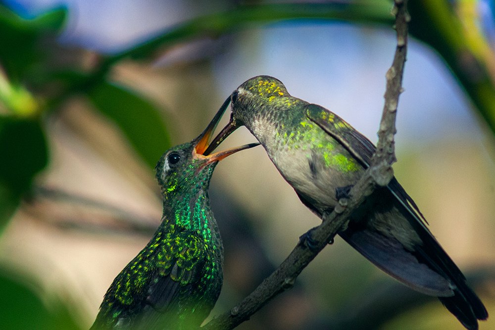 Photograph by Raúl Navarro González
