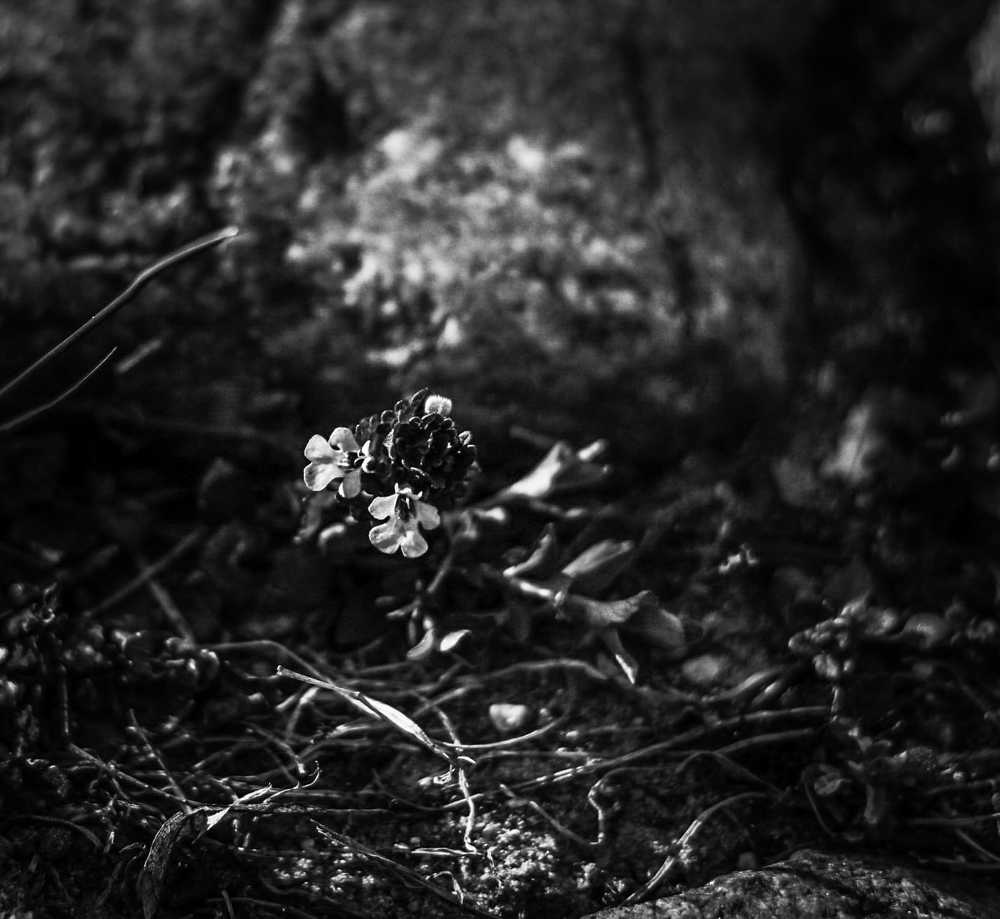 Photograph by Andrejs Peculevics