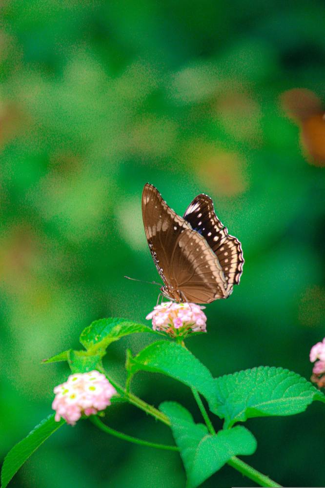 Butterfly photo. butterfly photography