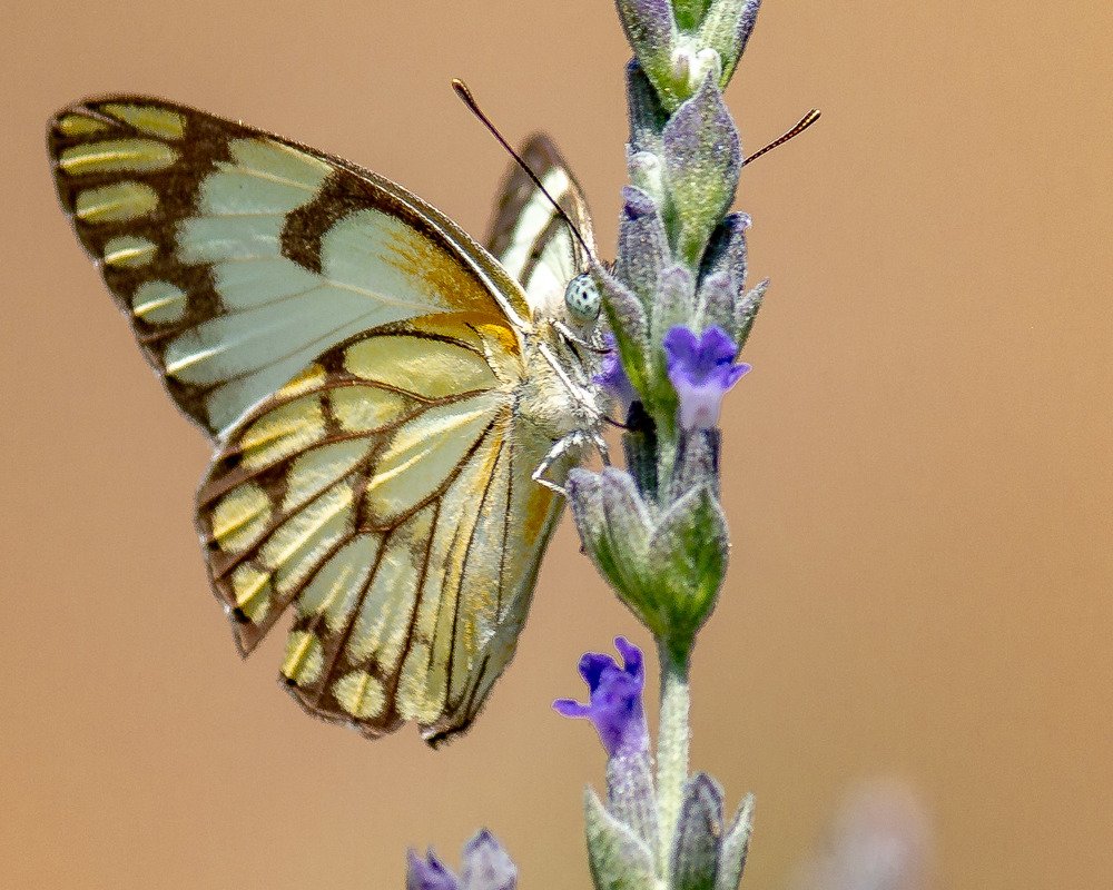 Photograph by Ken Stavrou