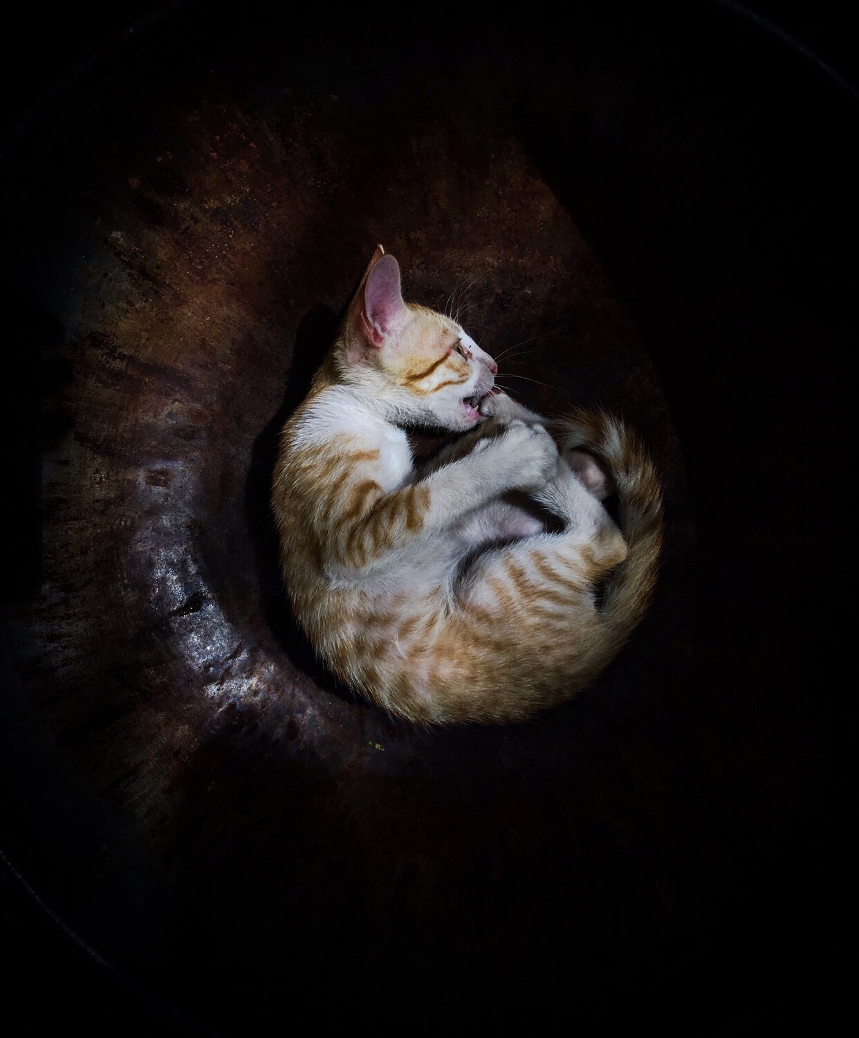 Catitude