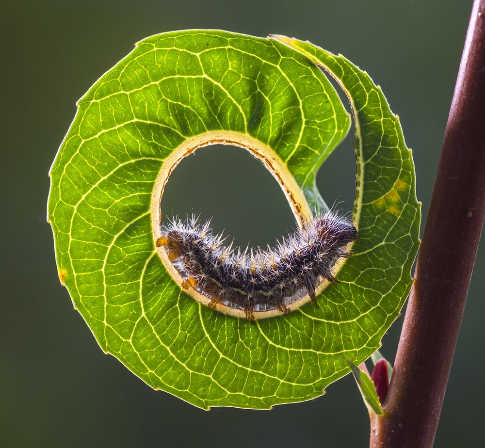 Cat walk on green carpet
