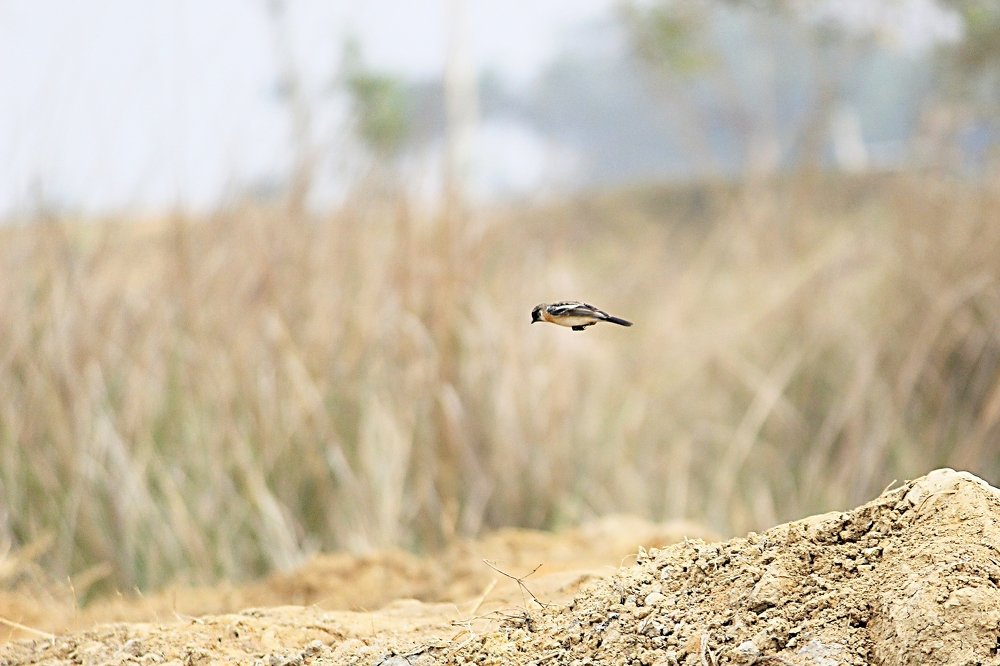 Photograph by Samiran Roy