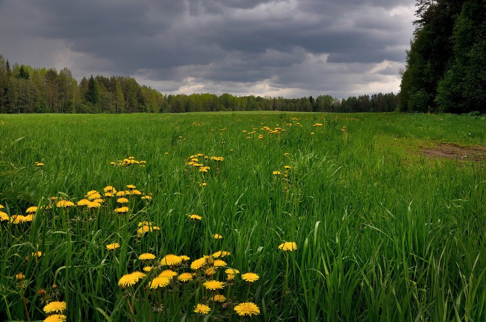 Перед дождем