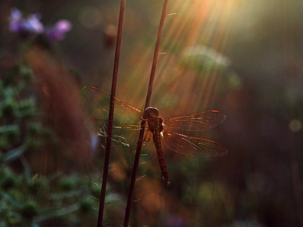 Photograph by Татьяна