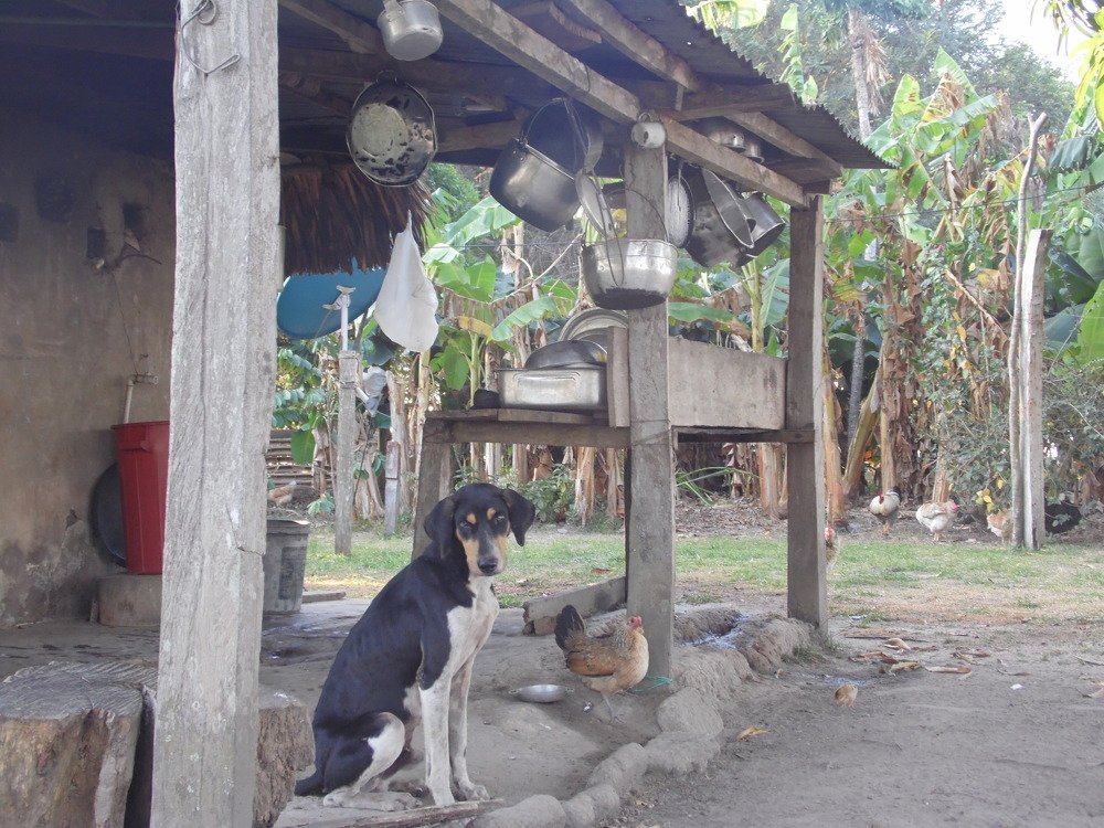 el mejor amigo de un hogar campesino,