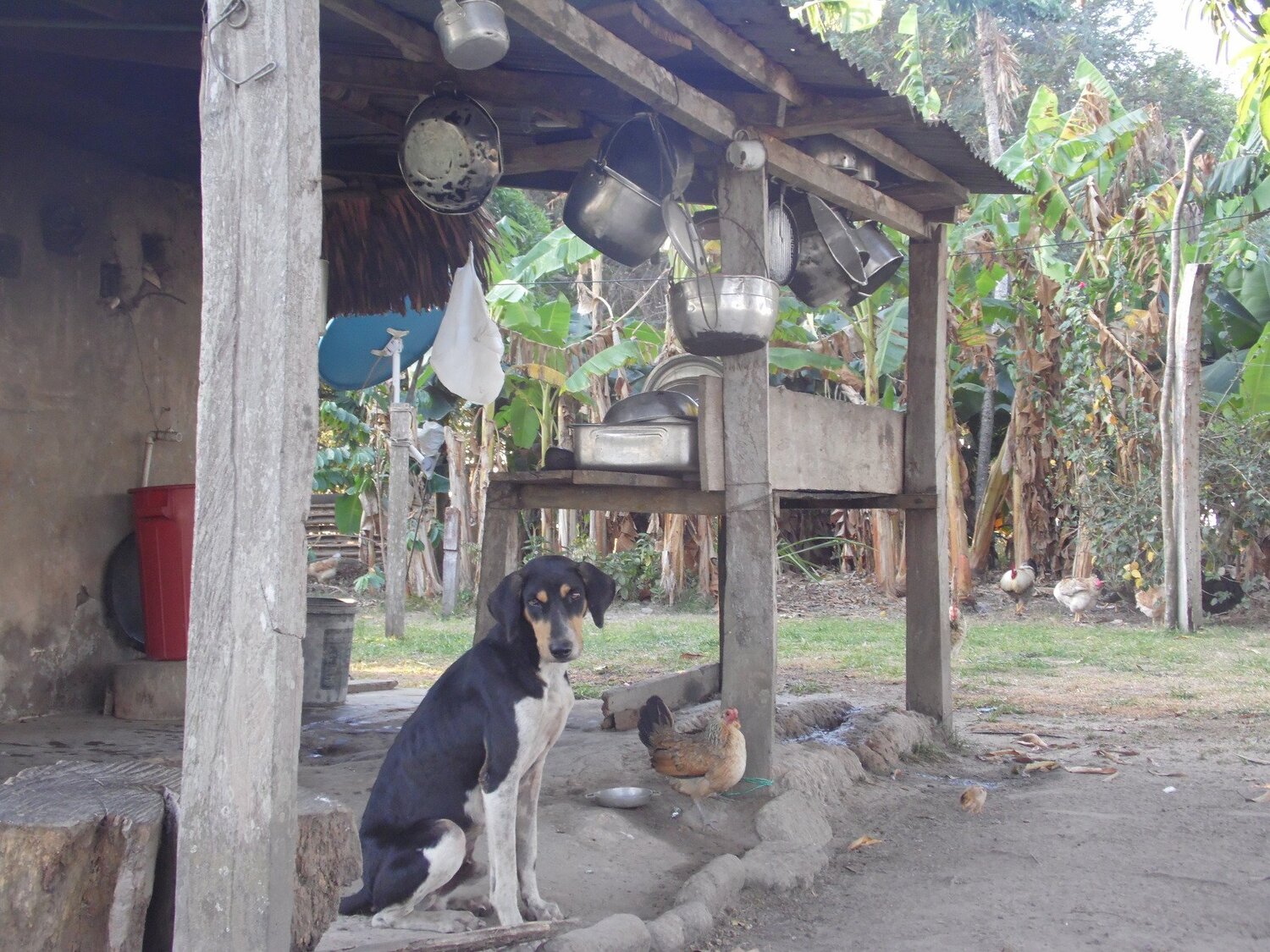 el mejor amigo de un hogar campesino,