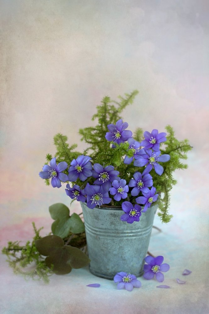 Photograph by Sonata Žemgulienė