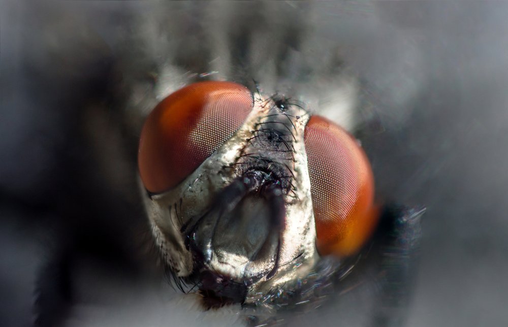 Face of fly with big red eyes in macro