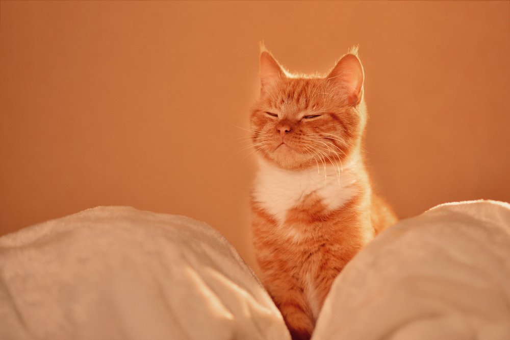 Photograph by Наталья Кошевая