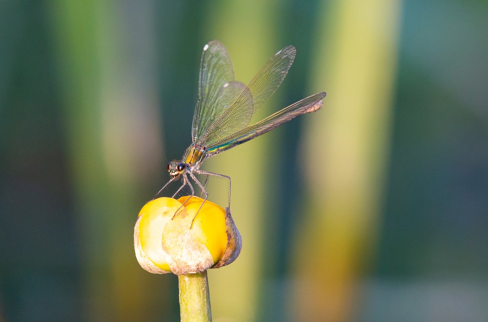 Photograph by Роман Дергунов