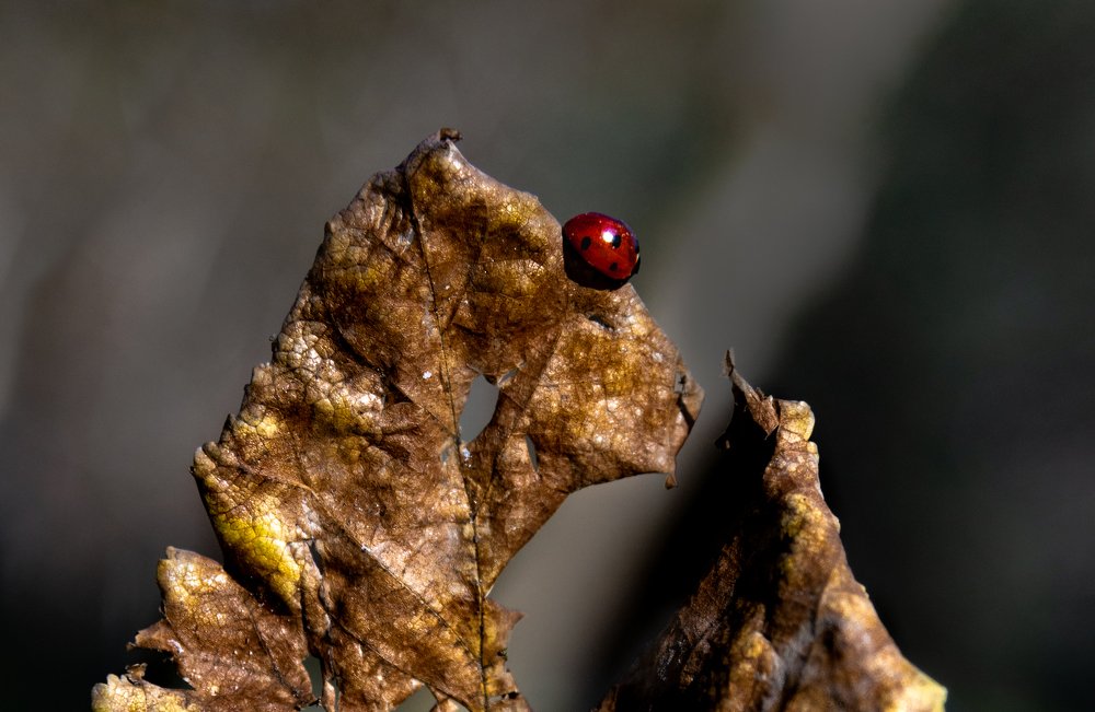 Photograph by Bahir DIBEKOGLU