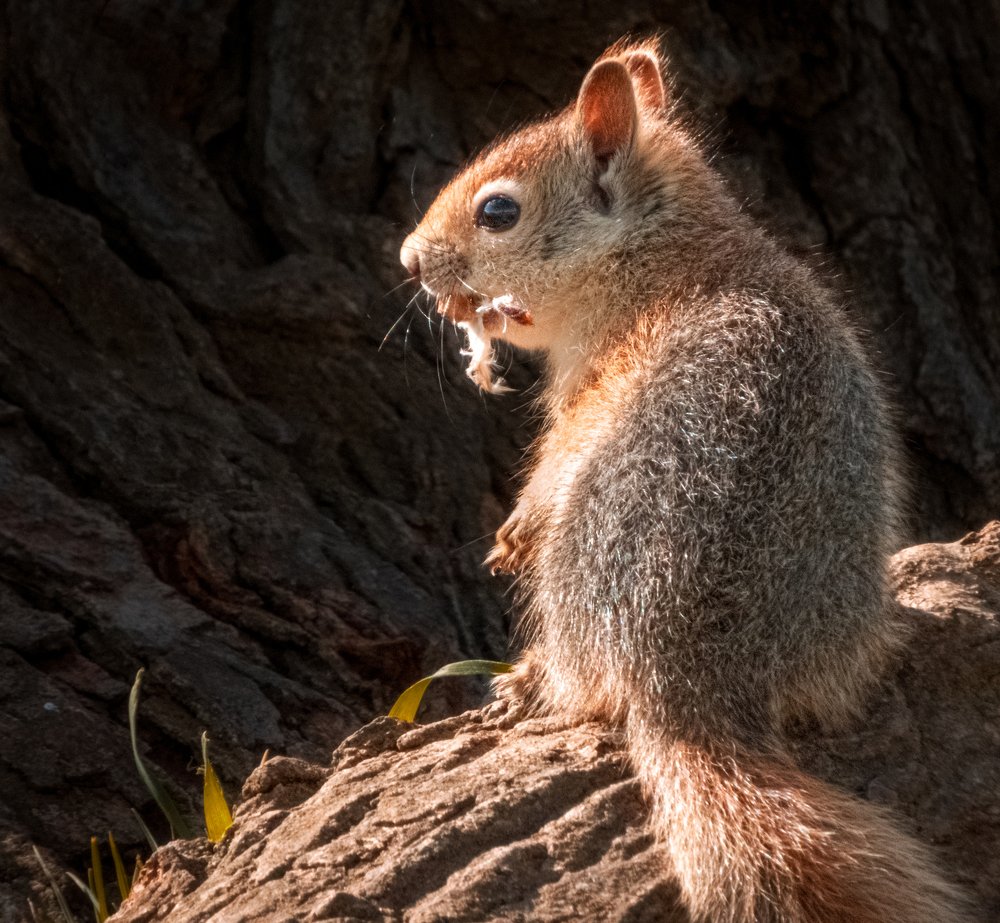 Squirrel on tree trunk