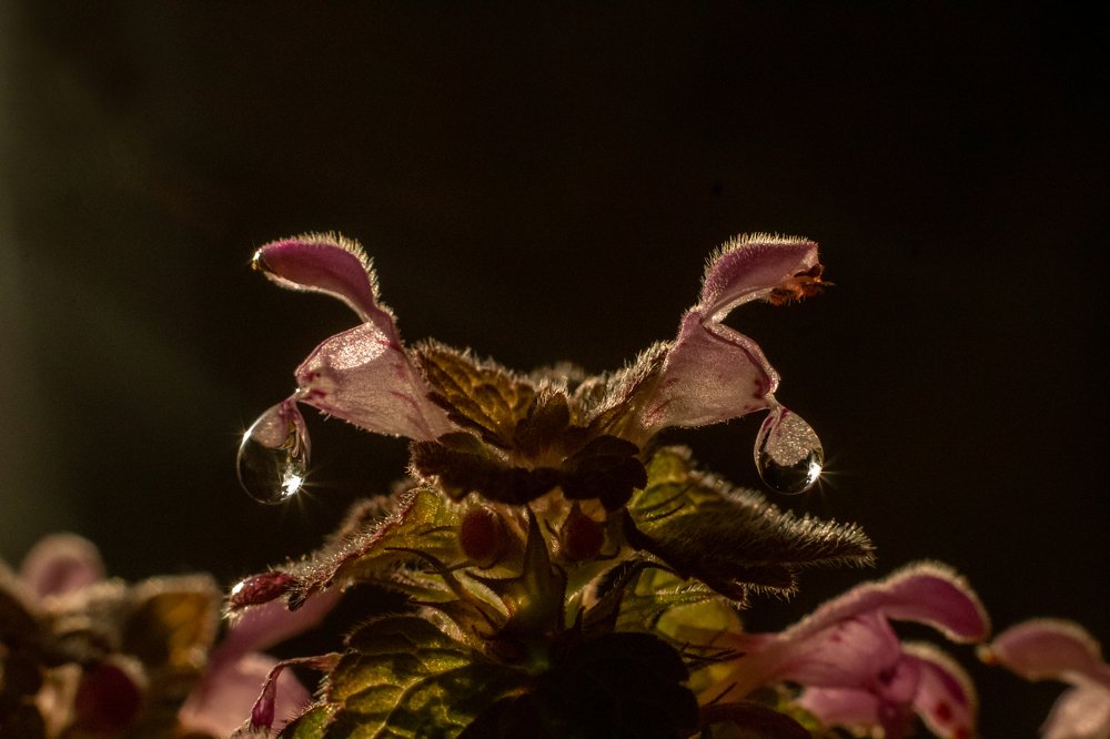 Photograph by Лис Ната