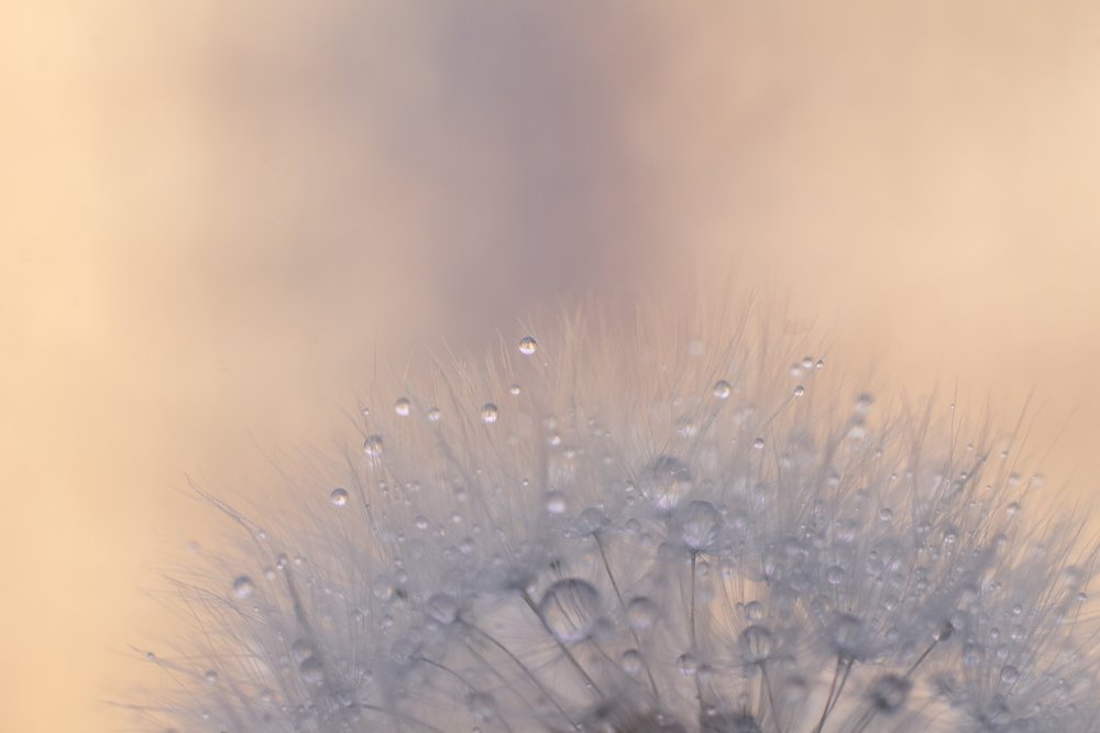 Photograph by Лис Ната