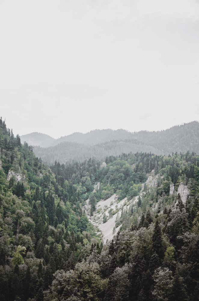 Forest & Mountains