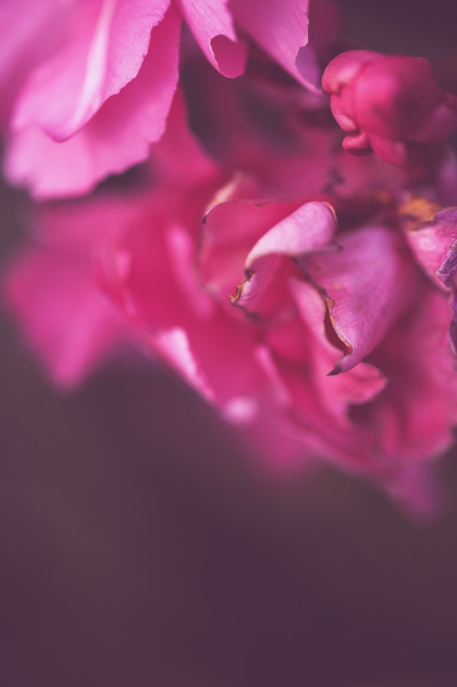 Photograph by ana correia