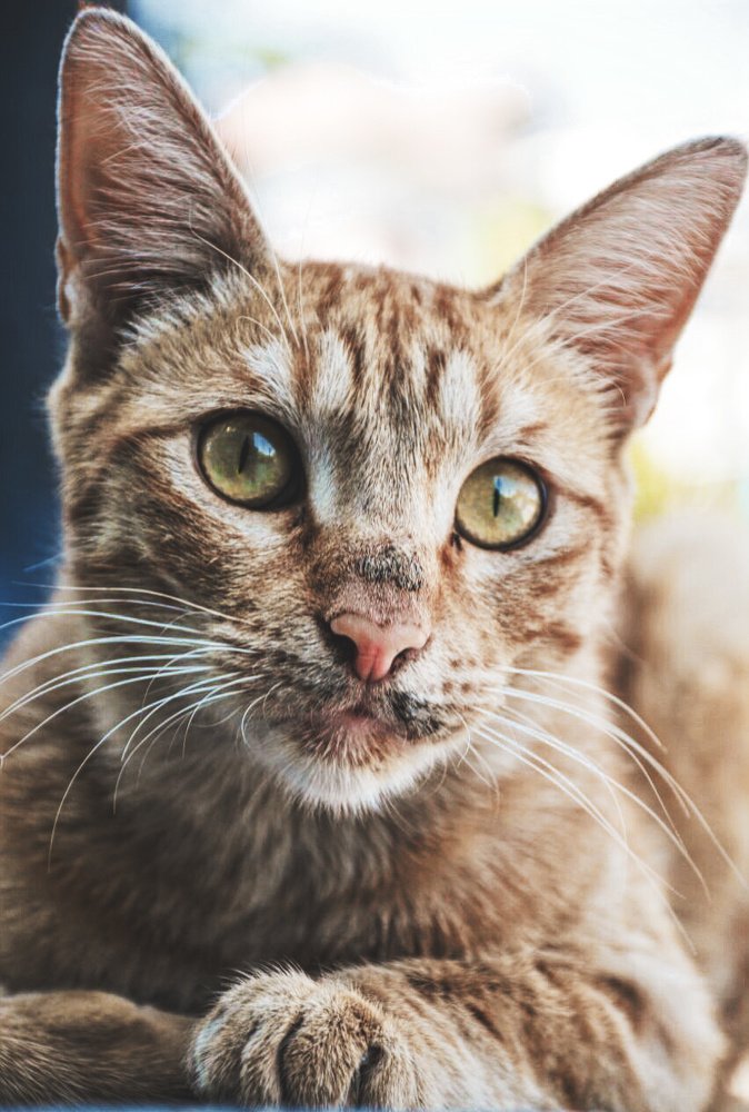 Photograph by Kasra Saadatju