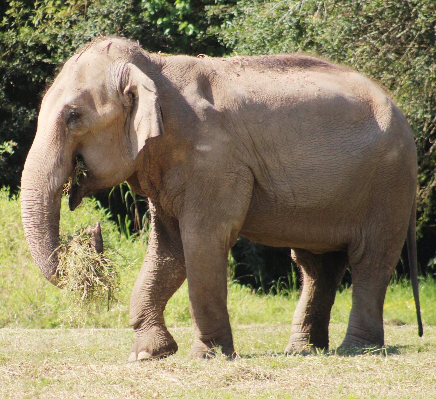 Photo #4560308