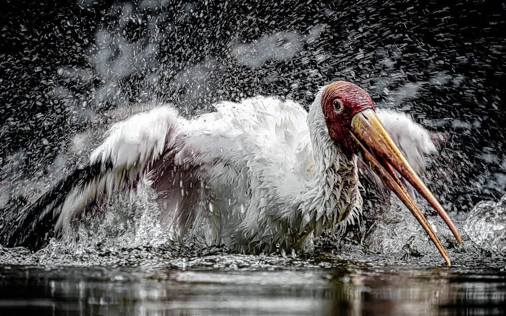Splashing Stork