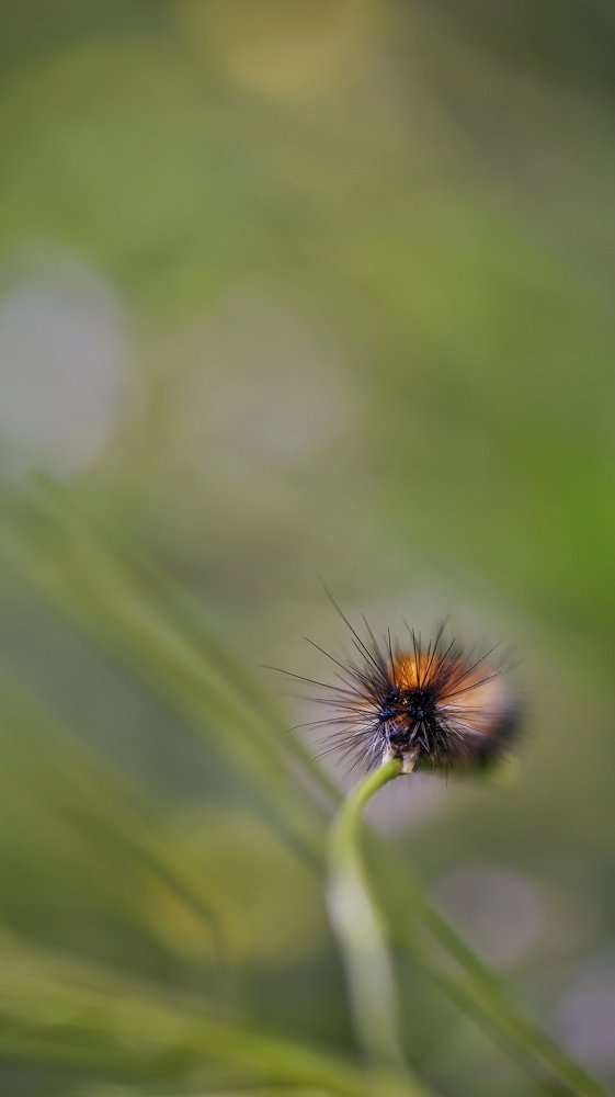 Spring caterpillar