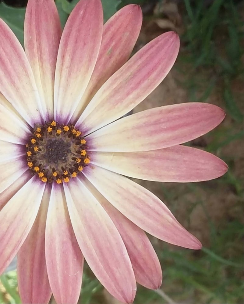 Photograph by Shorouq elkashef