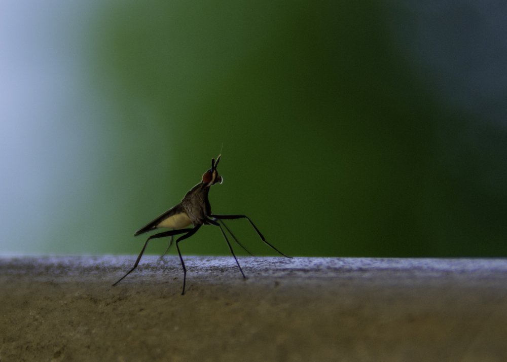 Photograph by Aparecido Donizete de Miranda