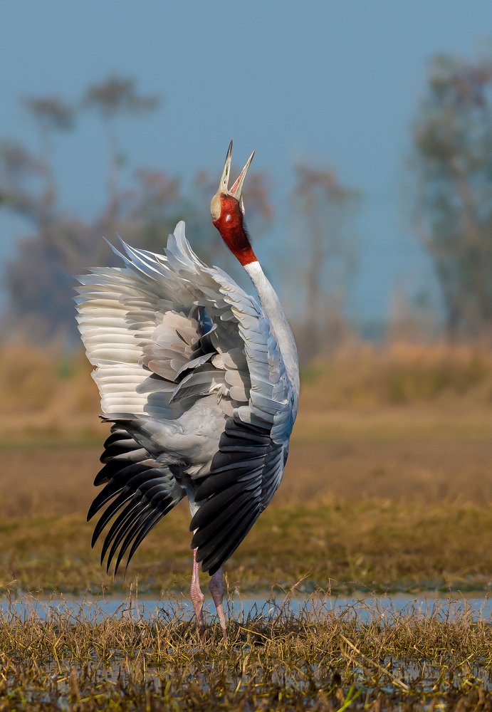 Photograph by Sibananda Bhanja