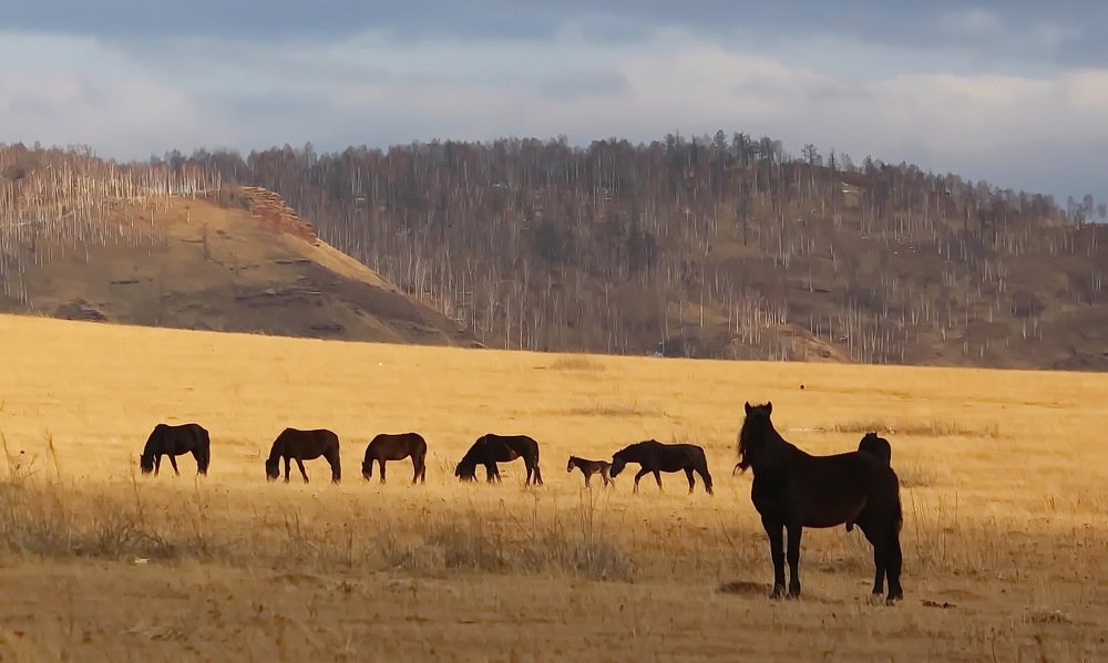 На вольном просторе.