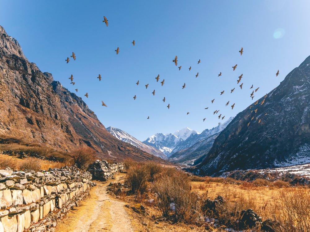Birds in mountain