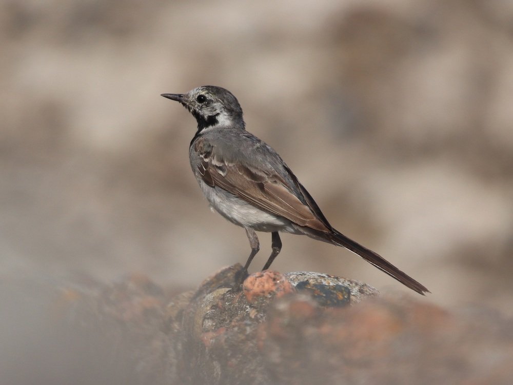 Портрет трясогузки